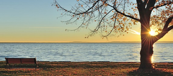 RGB_bare_tree_1140x403px