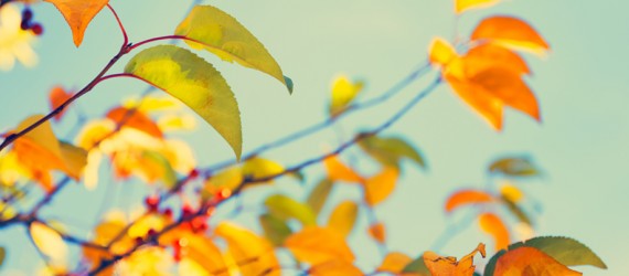 Autumn_leaves_RGB_banner_1140x403px3