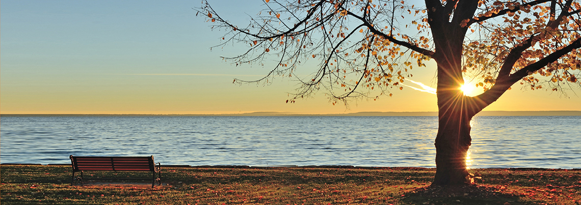 RGB_bare_tree_1140x403px