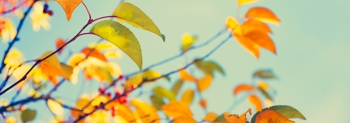 Autumn_leaves_RGB_banner_1140x403px3