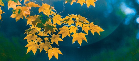 4cb26db0a46db57be5b7240969f5d862e081f2c6-DSP_Autumn_light_rgb