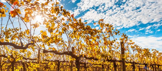 32c8d18fefd680f19e3163e78a79d95215efc395-2103_vines-golden_1140x403px_RGB