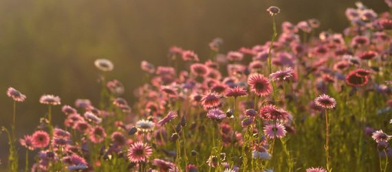7819f0726826b568584ccbbc0e3749f6bbdaaa72-2109_RGB_wildflower-afternoon