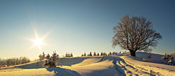 9322829c803dd327bd0e6d7a8225e086862e274c-2306_Winter-Snow-Trees-1140x403px-RGB