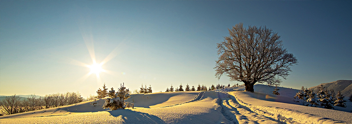 9322829c803dd327bd0e6d7a8225e086862e274c-2306_Winter-Snow-Trees-1140x403px-RGB