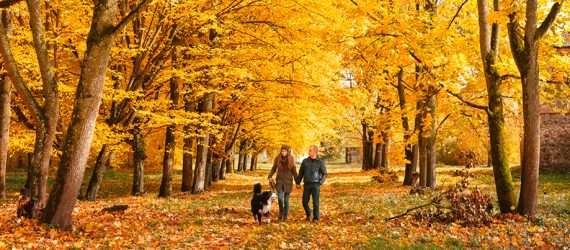 8bb3cb755bcde4ea2e6ee8326f38daa4f3785e50-2603_autumn-trees_1140x403px_RGB