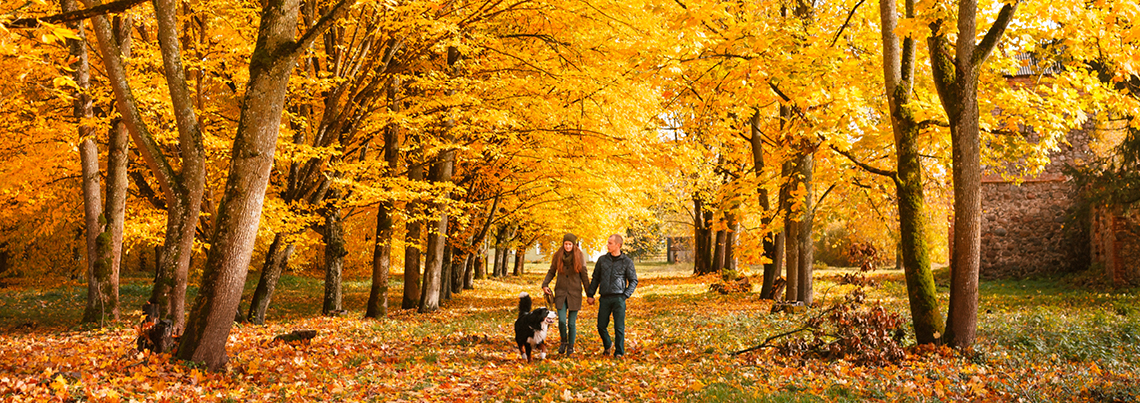 8bb3cb755bcde4ea2e6ee8326f38daa4f3785e50-2603_autumn-trees_1140x403px_RGB